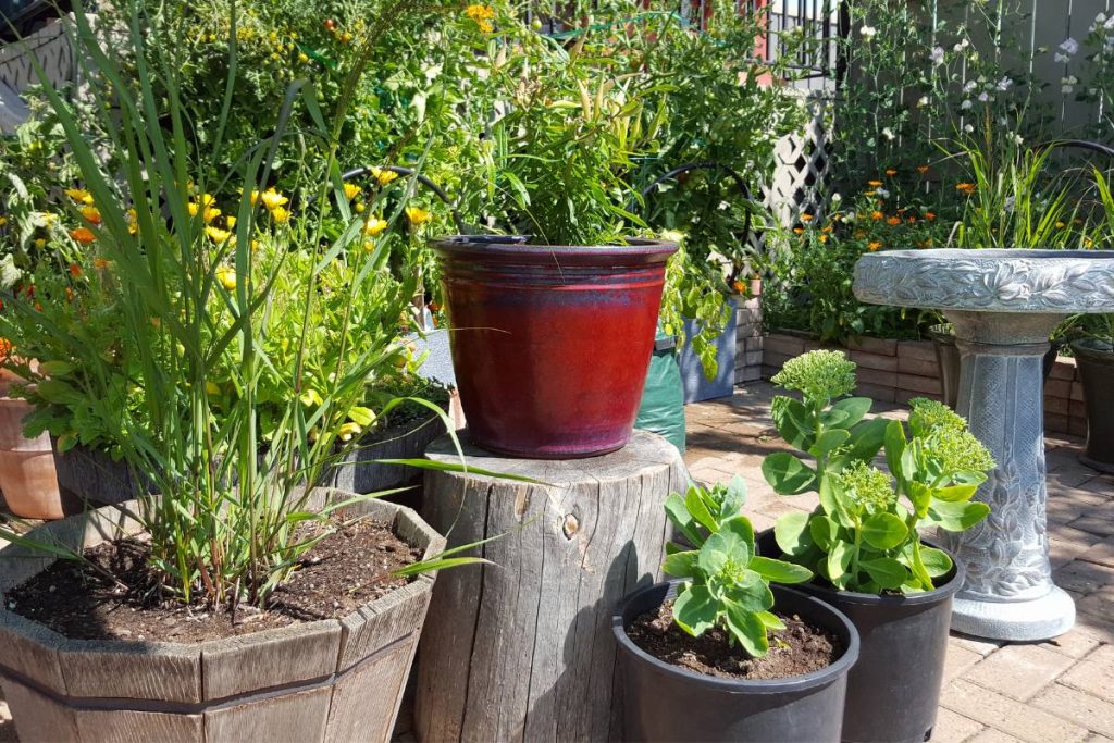 Container Gardening